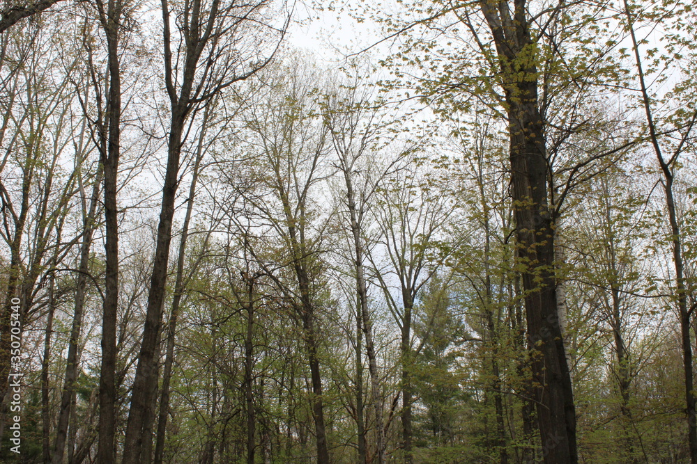 Obraz premium trees in the woods