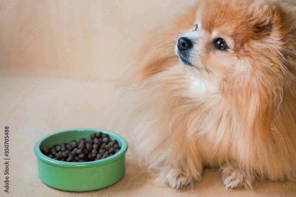 How Much Should A Pomeranian Puppy Eat