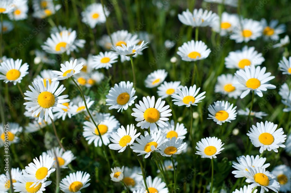 White daisy flowers. Summer background.Field with chamomile closeup, natural antiseptic White daisy flowers. Summer background.Field with chamomile closeup, natural antiseptic