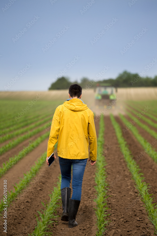 Farmer walking in corn feild in springtime