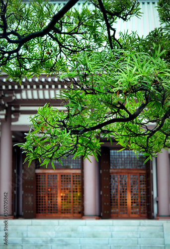 Taxus cuspidata or Japanese yew at Tōchō-ji. It is a Shingon temple in Hakata, Fukuoka, Japan. It was founded by Kūkai in 806, making it the oldest Shingon temple in Kyushu. Japan, 04-06-2015 photo