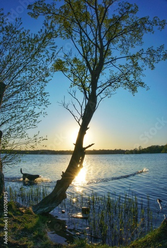 A dog chases a duck at the spring-like Stößensee in Berlin. The tree on the bank hides the sun and creates a special look. photo