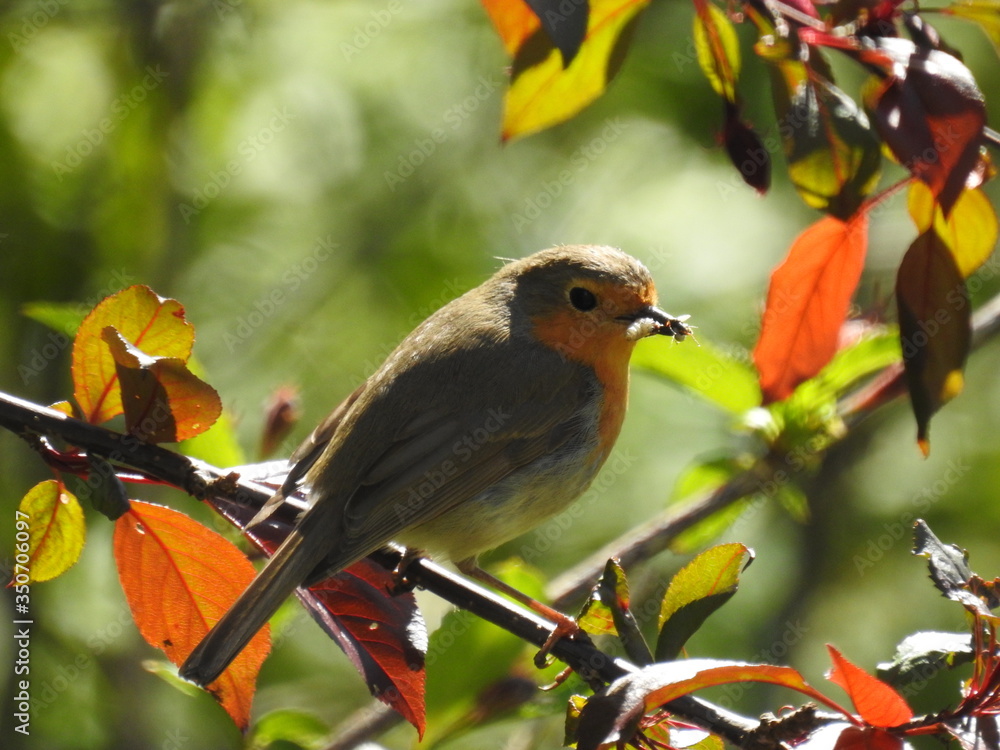 Obraz premium robin on branch with a larva