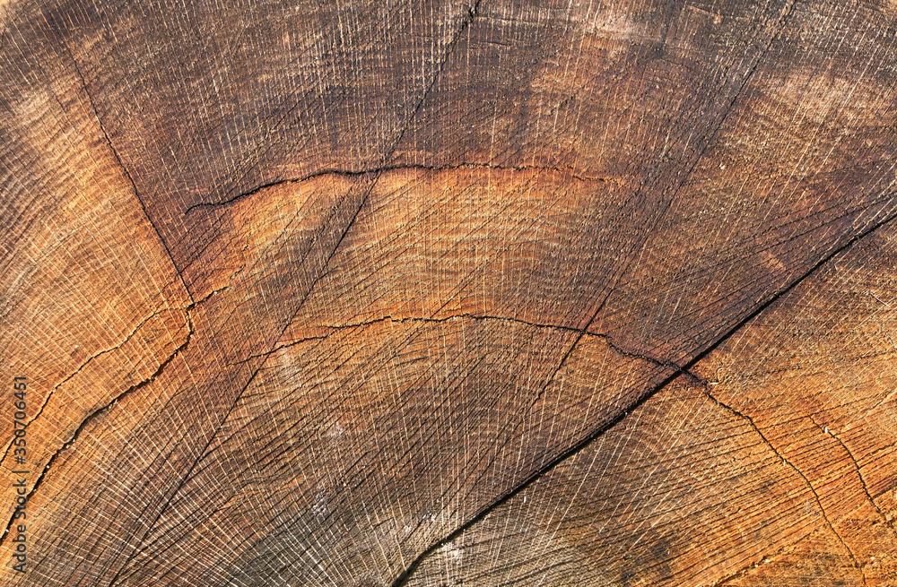 Naklejka premium Old wooden oak tree cut surface. Brown tones of a felled tree trunk