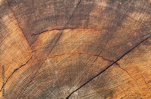 Old wooden oak tree cut surface. Brown tones of a felled tree trunk