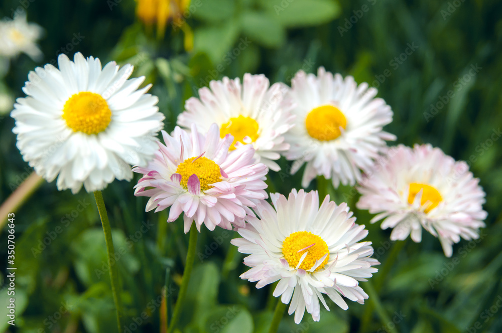 Close-up of white and pink spring daisy flowers and yellow dandelions. Spring flowers on a bright sunny spring day. Flower mood.
