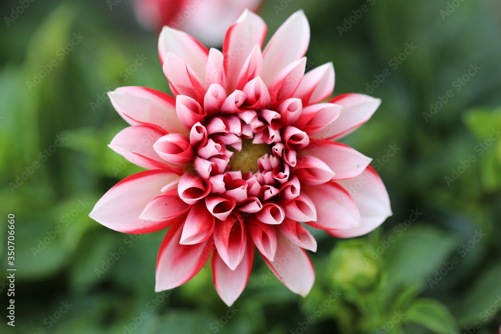 Fototapeta premium pink dahlia flower