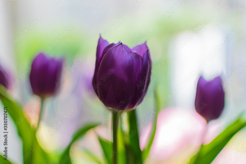 purple tulips on a white background