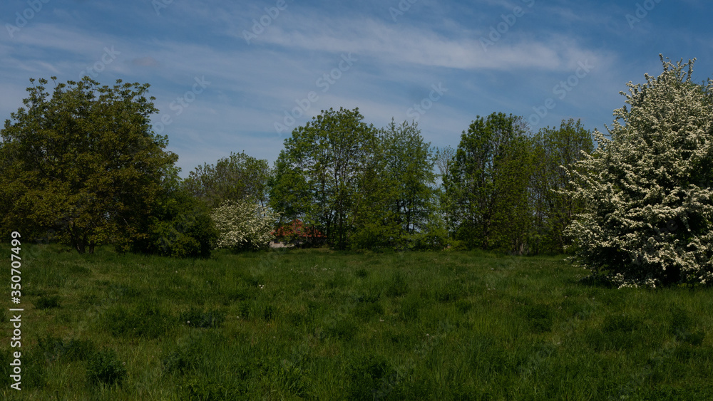 Trees and shrubs in the clearing. Free entry space.
Trees and shrubs in the clearing. Free entry space.