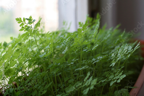 Growing microgreen at home. Parsley, dill, basil.