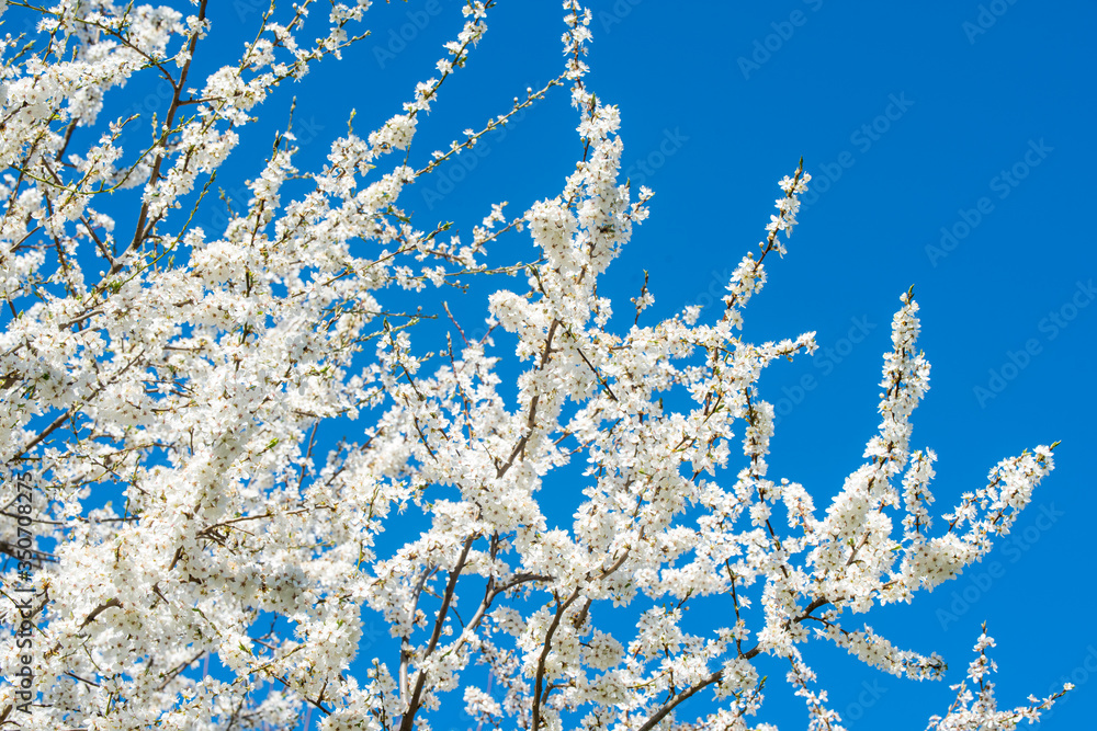 Apple tree flowers white blossom against blue sky Apple tree flowers white blossom against blue sky