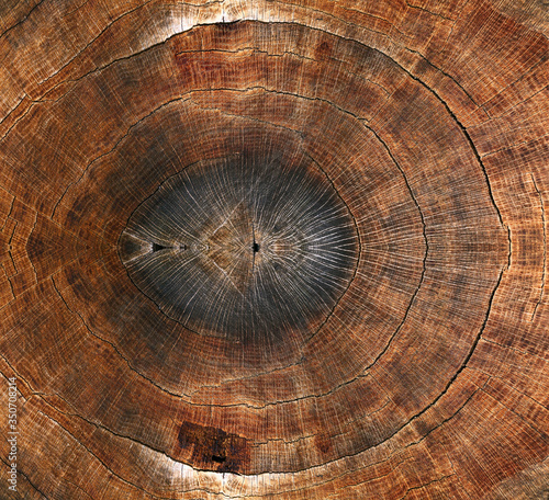 Old wooden oak tree cut surface. Brown Rough organic texture of tree rings