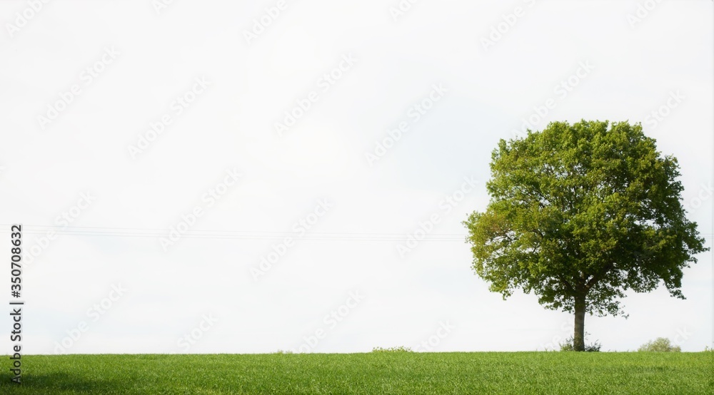 Fototapeta premium tree alone