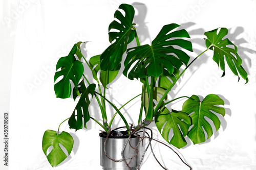 Monstera pot plant photo