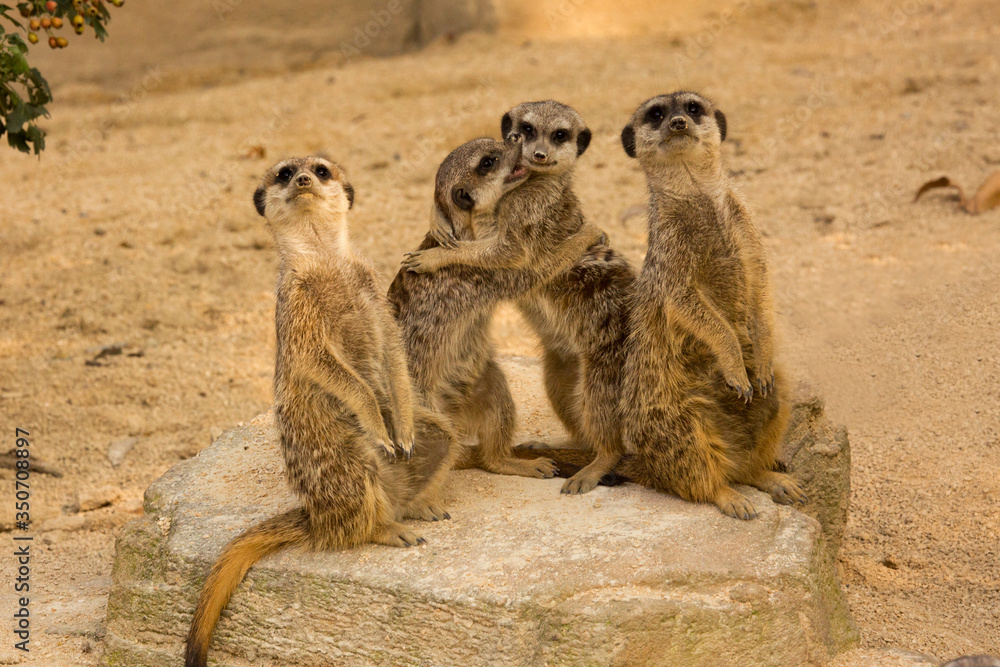 Fototapeta premium Meerkat (Suricata suricatta).
