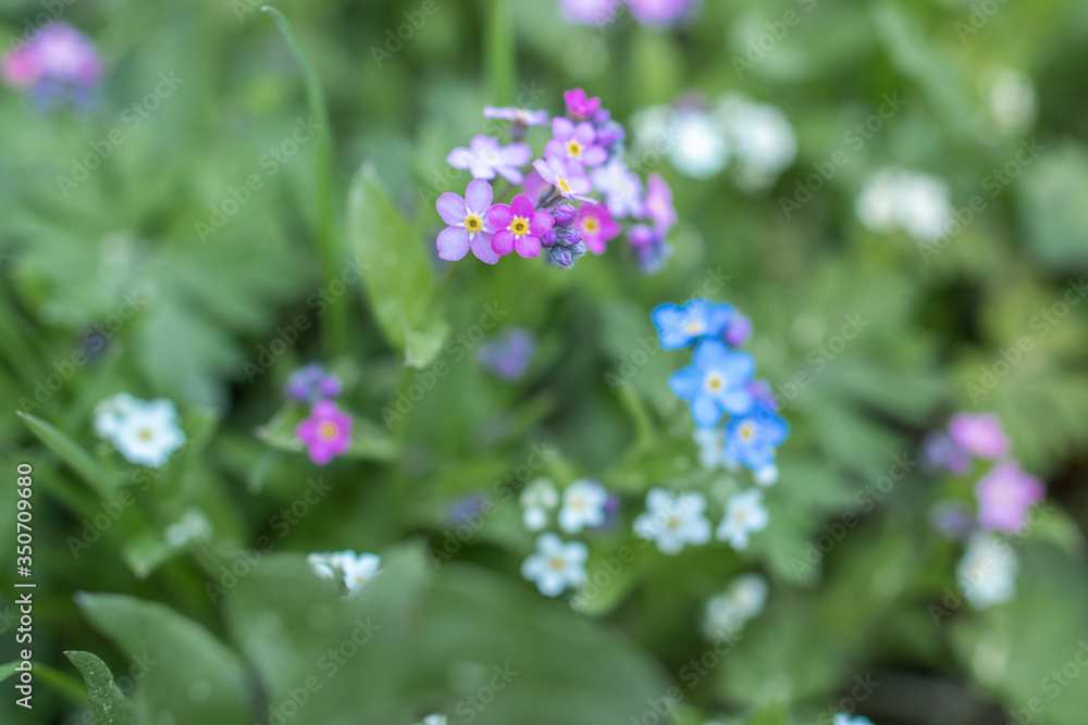 Blue, white and pink small forget-me-not flowers growing wild in the garden macro Blue, white and pink small forget-me-not flowers growing wild in the garden macro