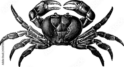 Vintage Style Drawing of a Sea Crab