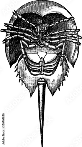 Underside of a Horseshoe Crab