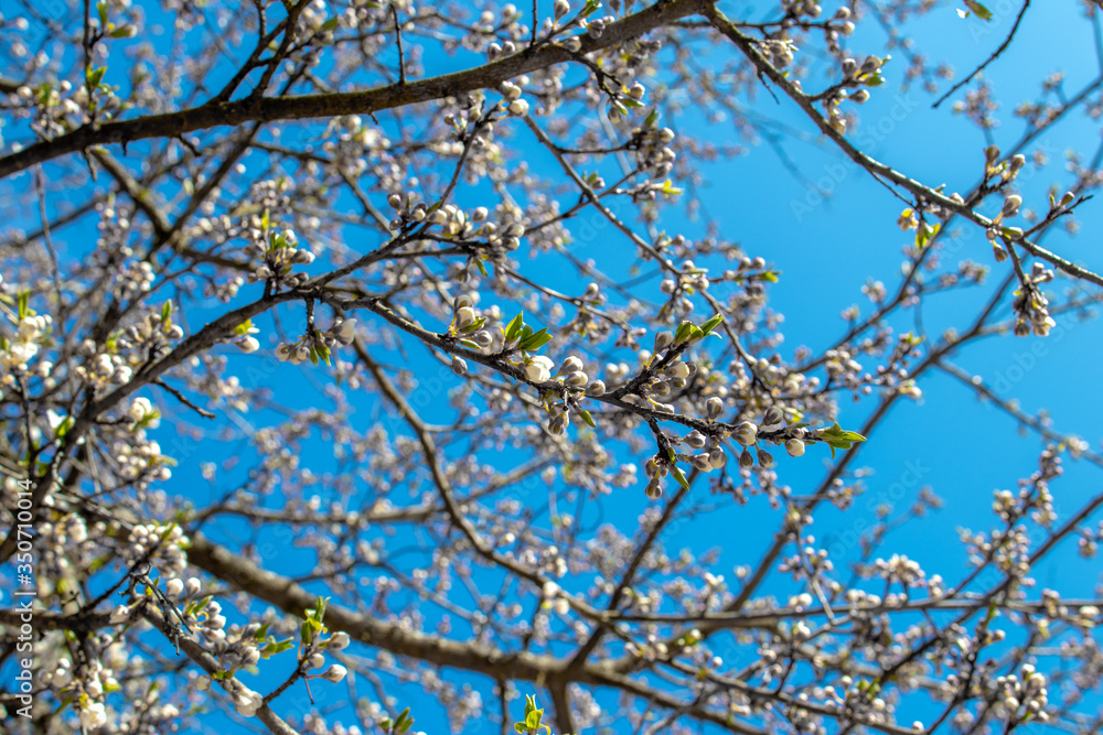 Blooming and blossoming apple or plum tree branches with white flowers on a sunny spring day with blue sky like blooming almond trees Van Gogh style many branches Blooming and blossoming apple or plum tree branches with white flowers on a sunny spring day with blue sky like blooming almond trees Van Gogh style many branches