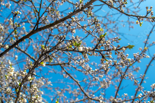 Blooming and blossoming apple or plum tree branches with white flowers on a sunny spring day with blue sky like blooming almond trees Van Gogh style thin branch