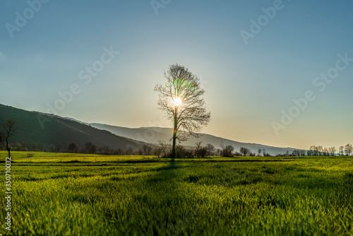 Beautiful green grass field at sunset of springtime day
