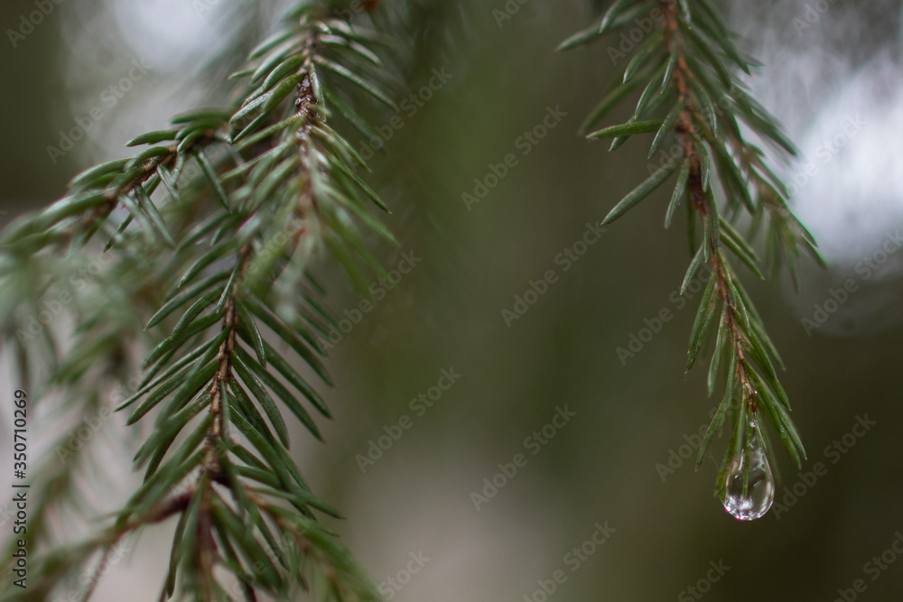 Raindrop on pine needles and on pine branches after the rain that looks like a precious gemstone - can be used as a background