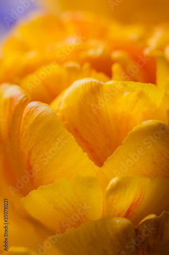 Wallpaper Mural yellow tulip flower and its petals Torontodigital.ca