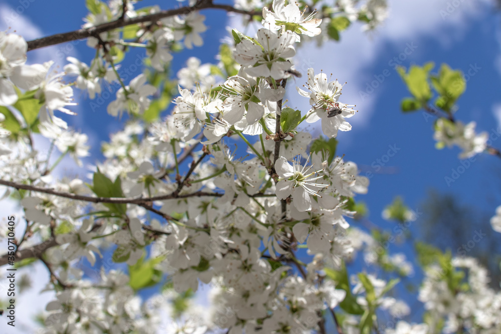Blooming and blossoming apple or plum tree branches with white flowers on a sunny spring day with blue sky one tree branch with flowers Blooming and blossoming apple or plum tree branches with white flowers on a sunny spring day with blue sky one tree branch with flowers