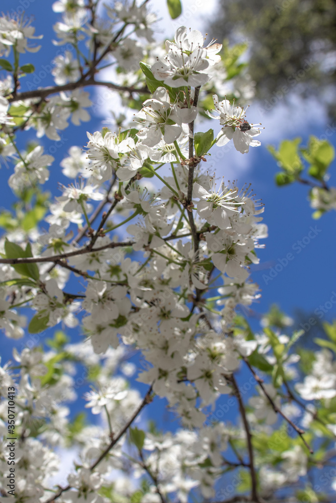 Blooming and blossoming apple or plum tree branches with white flowers on a sunny spring day with blue sky small tree branch Blooming and blossoming apple or plum tree branches with white flowers on a sunny spring day with blue sky small tree branch