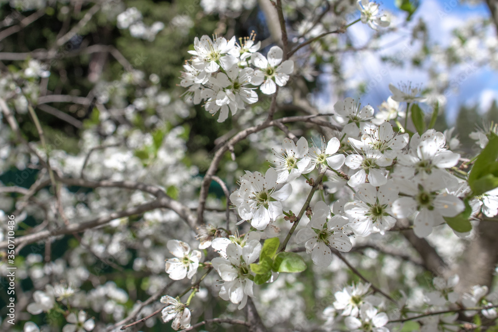 Blooming and blossoming apple or plum tree branches with white flowers on a sunny spring day with blue sky macro view Blooming and blossoming apple or plum tree branches with white flowers on a sunny spring day with blue sky macro view