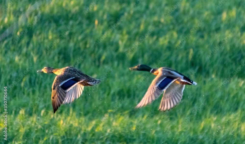 Kaczki lecą nad łąką
