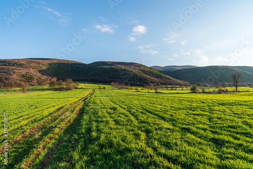 Beautiful green grass field at sunset of springtime day © Tuba