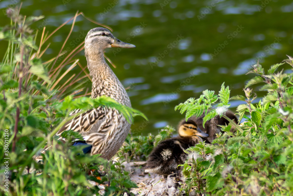 Duck nest with ducks and ducklings Duck nest with ducks and ducklings