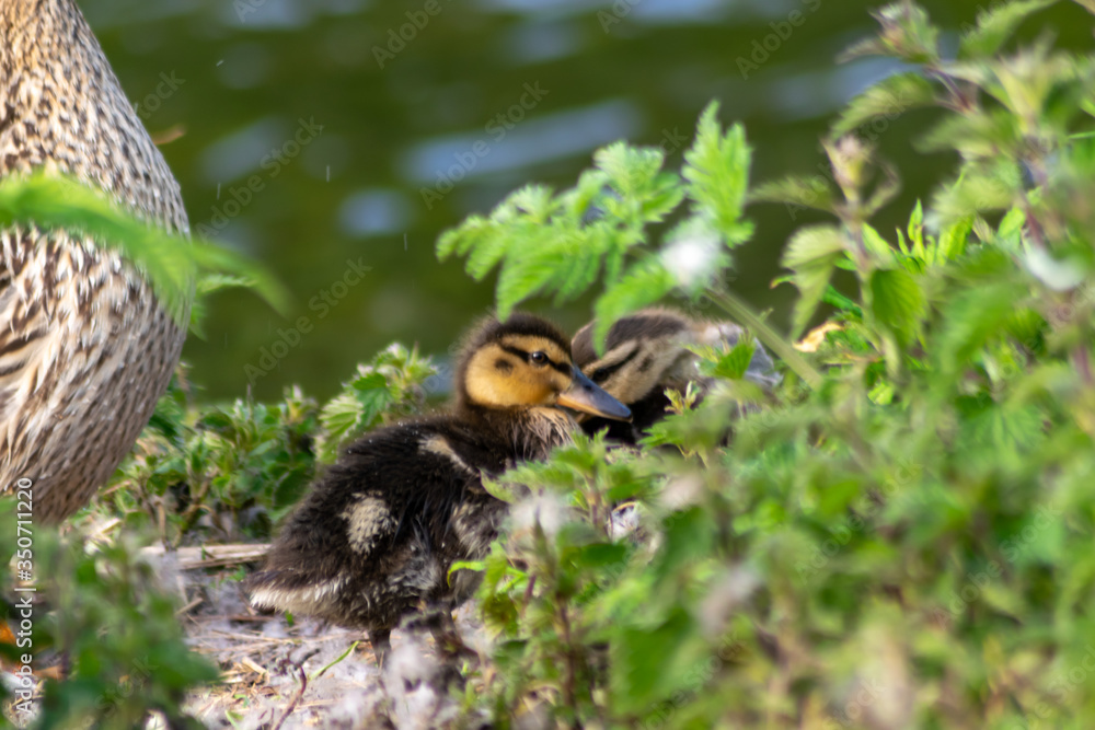 duck and ducklings