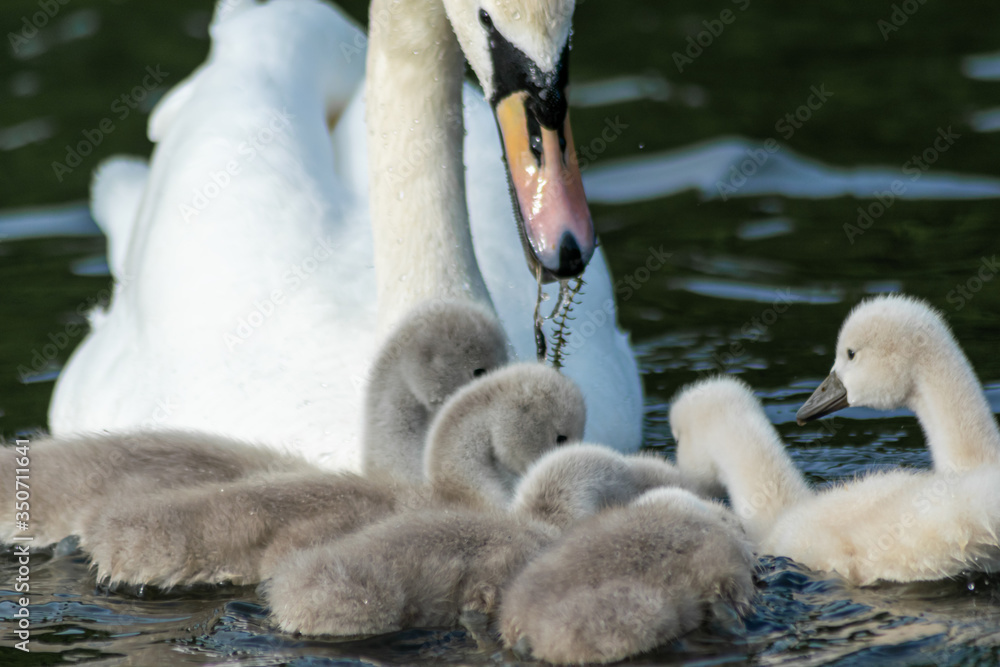 Obraz premium swan and cygnets
