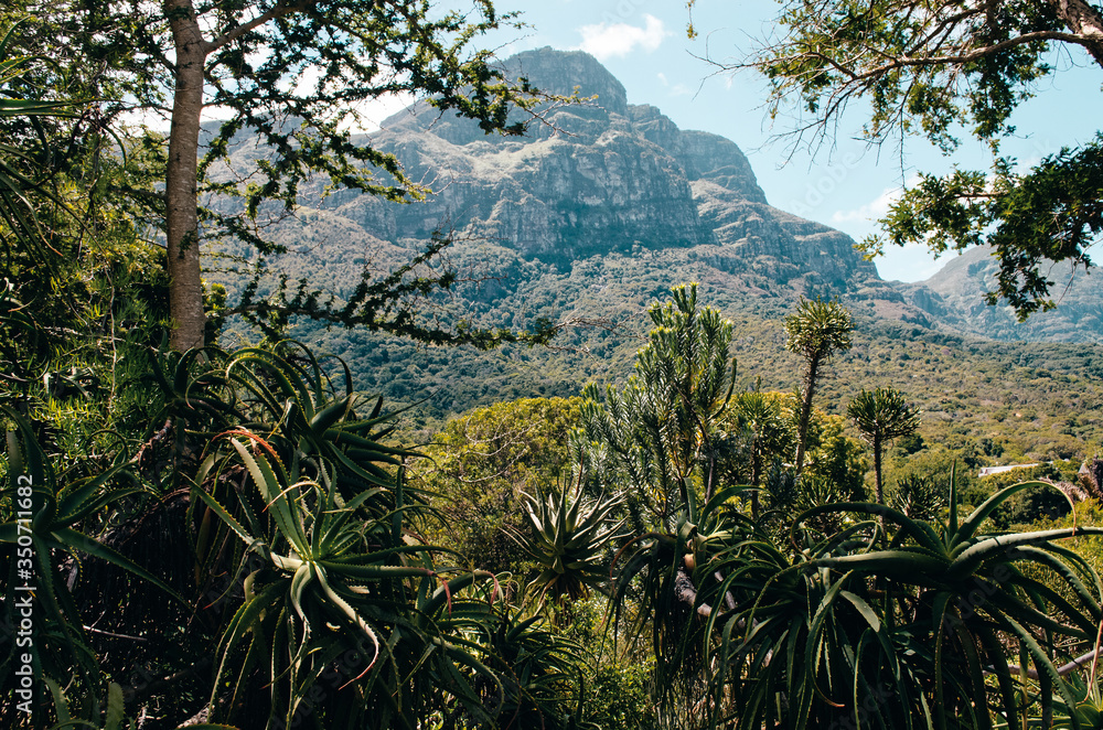 Botanischer Garten in Cape Town, South Africa Botanischer Garten in Cape Town, South Africa