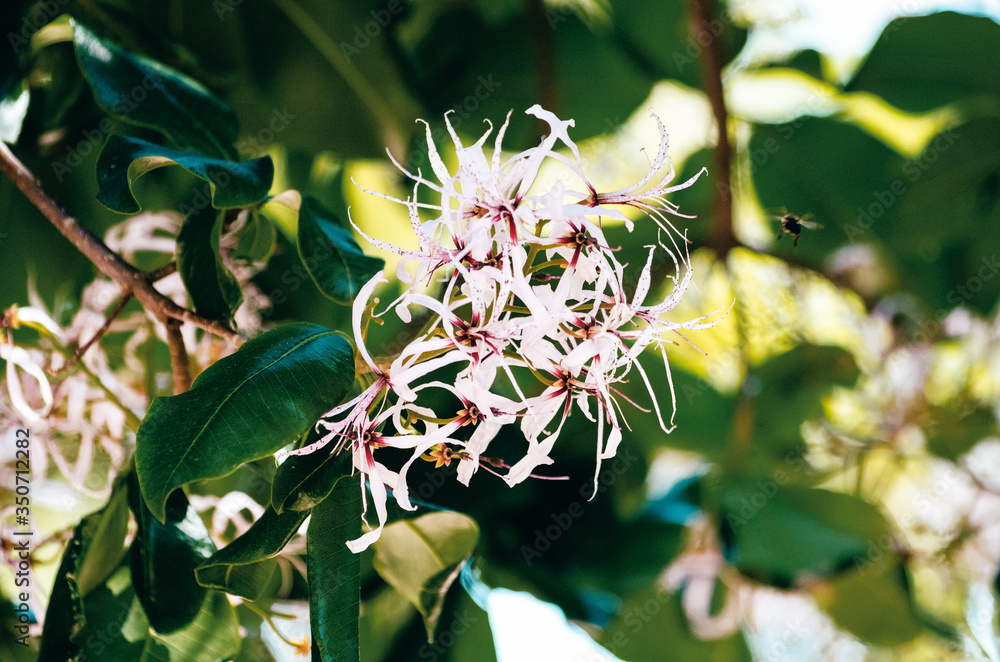 Fototapeta premium Pflanze im Botanischen Garten in Cape Town, South Africa