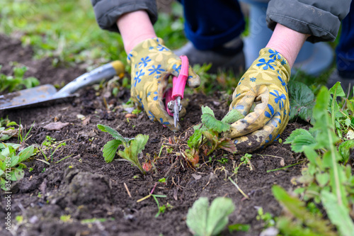 spring pruning and weeding of strawberry bushes. women's hands in gardening gloves weeding weeds and pruning strawberry leaves with scissors. work on the ground in the garden © Ksenia