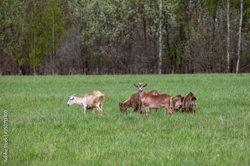 several brown and white goats on green field .