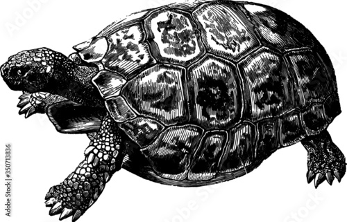 Island Hand Drawn Turtle
