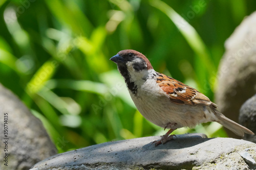 sparrow on the ground