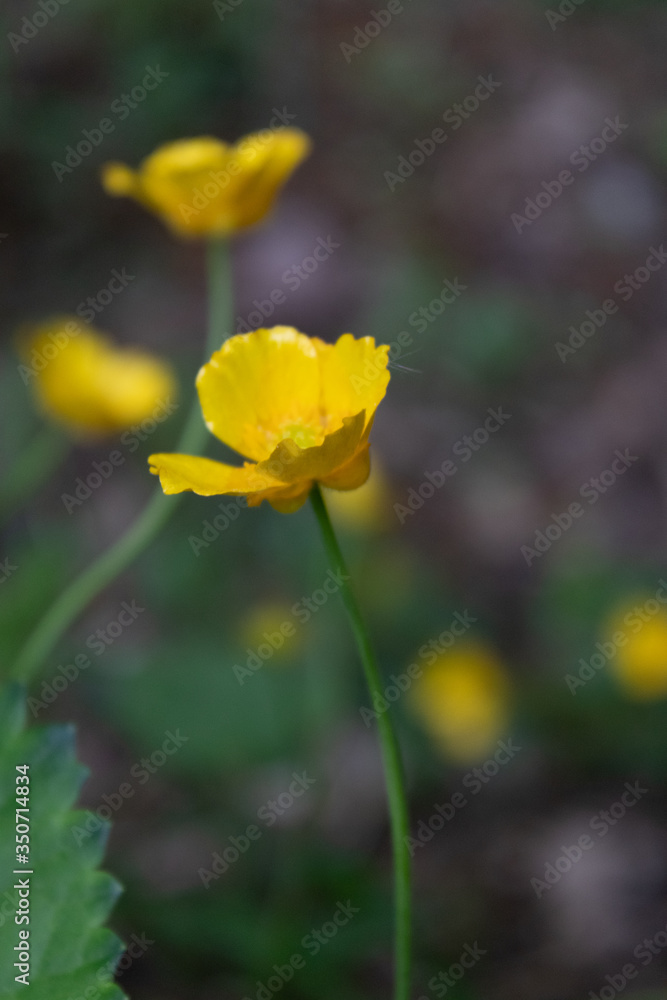 Natural green and black background with beautiful yellow flowers close up Natural green and black background with beautiful yellow flowers close up