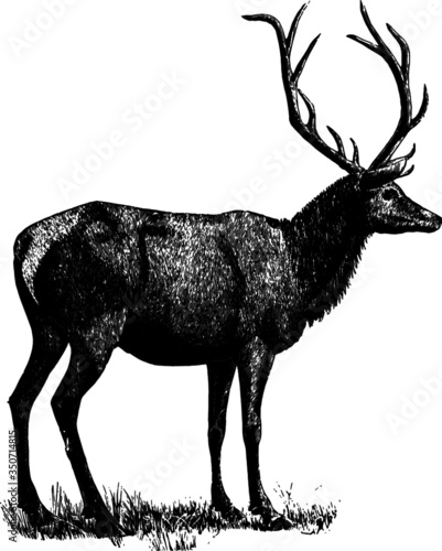 Old Standing Vintage Deer Drawing
