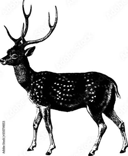Young Spotted Deer Vintage Drawing