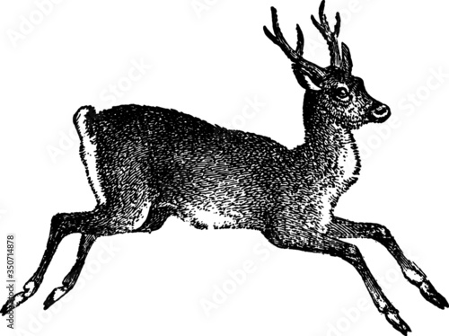 Running Young Wild Deer Sketch