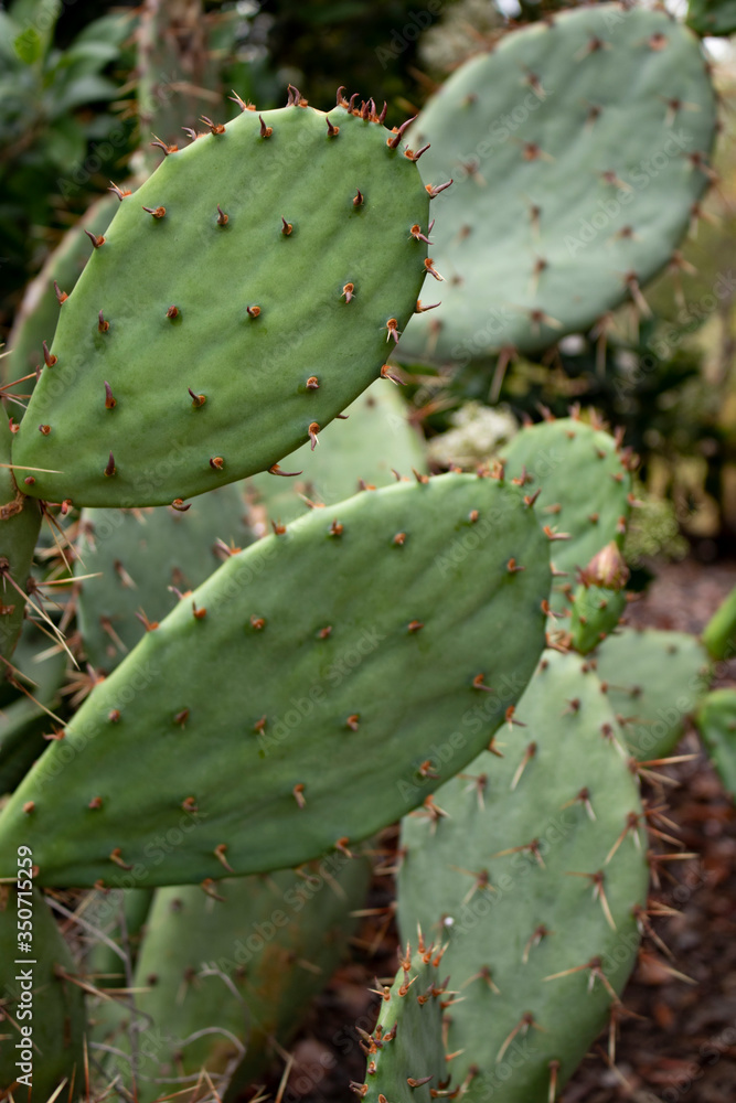 green cactus green cactus