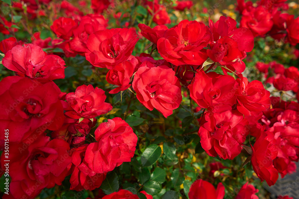 Garden with red roses texture in spring Garden with red roses texture in spring