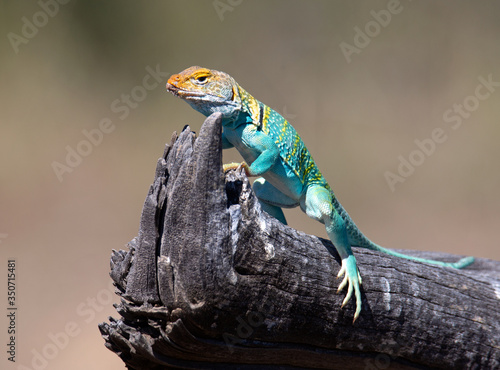 Easterned Collared Lizard in full spring display colors