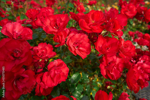 Garden with red roses texture in spring