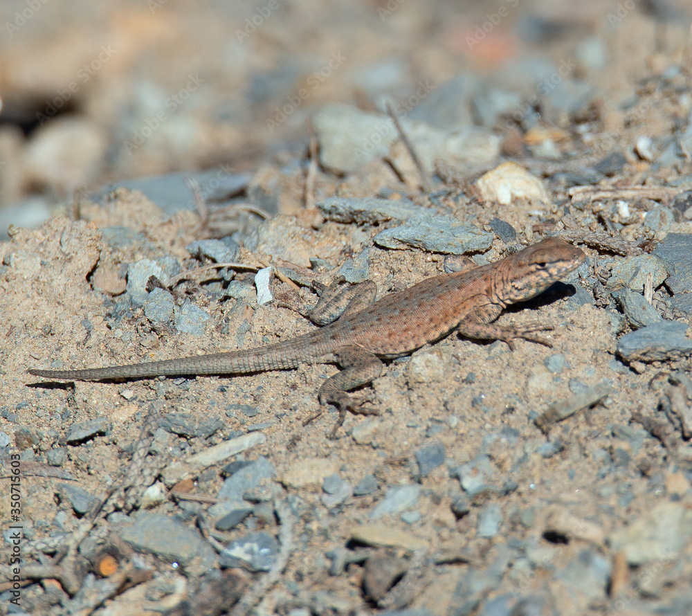 A common little lizard in the rocky mountains A common little lizard in the rocky mountains